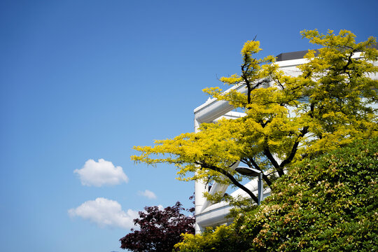 flowers,trees, leaves and blue sky