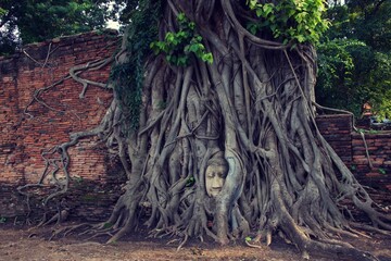 buddha in the tree