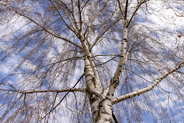 tall old birch during flowering and without foliage