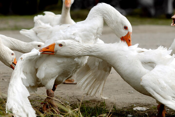Goose fight for female reverence