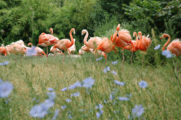 A flock of pink flamingo on green grass