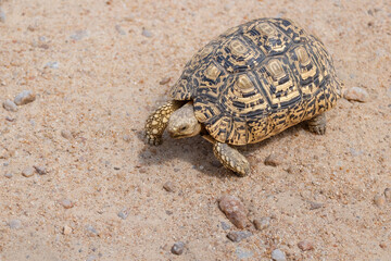 Leopard tortoise slowly crossing the road in the Kruger Park.