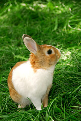 Cute easter bunny sitting on green grass outside