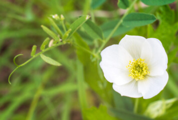 white anemone, a wildflower of Minnesota