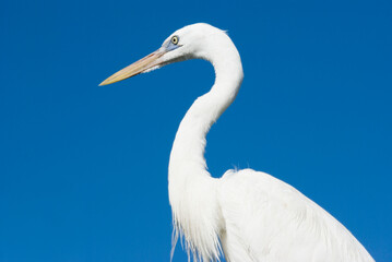 Obraz premium Large white Egret against a clear blue sky