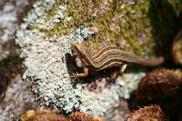 a lizard on a rock in the middle of dartmoor