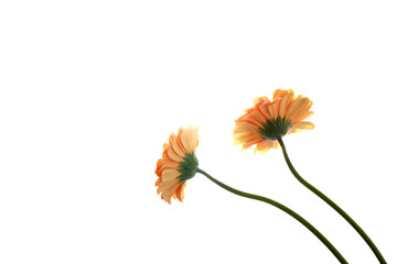 gerber; daisy; flower; yellow; macro; closeup; close; up; detail; details; petals; isolated; over;...