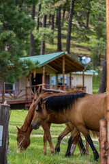 beutiful horses in lincoln national forest