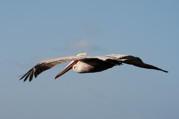 Beautiful white pelican in california shell beach