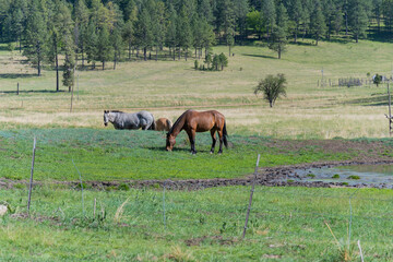 beutiful horses in lincoln national forest