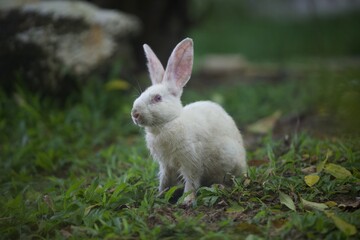 rabbit on the grass