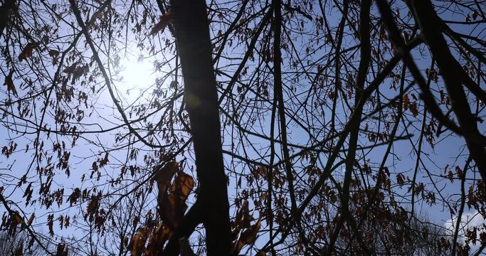 the old dry oak foliage hanging on the branches, fallen from autumn and sagging until spring foliage on the oak tree