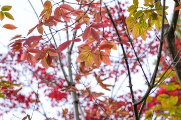 ひっそりと色づいたきれいなピンク色の紅葉
