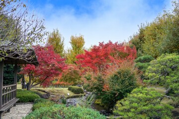 Naklejka premium 青空バックに見るちょうど見頃の紅葉情景