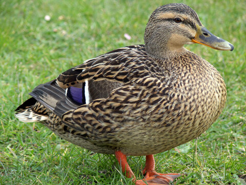portrait of female mallard duck standing in green grass
