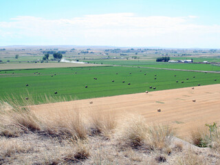 Fototapeta premium Farming near Pompeys Pillar, Montana
