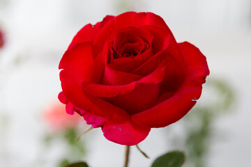 Rose at the Thomasville 100th Rose Parade display