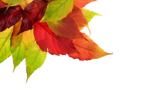 Colorful image of autumn leaves