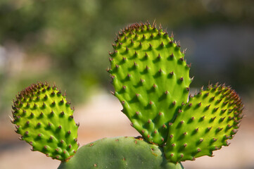 Cactus