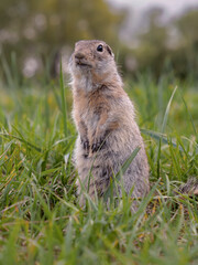 Naklejka na ściany i meble The ground squirrel stands on its hind legs and carefully looking around on a grassy lawn. Rodent portrait