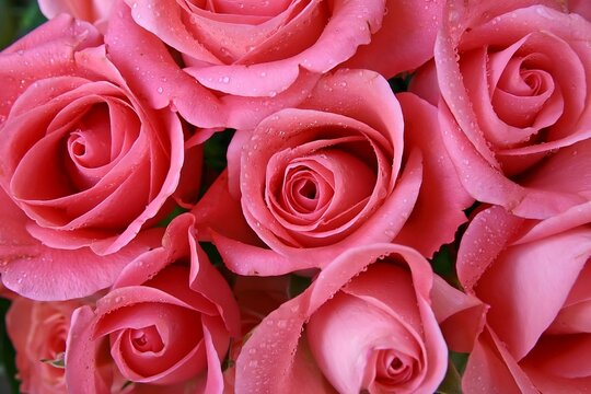 Roses Close Up