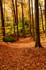 Obraz premium Colorful sunlit fall forest with fallen leaves covering the ground