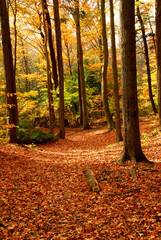 Colorful sunlit fall forest with fallen leaves covering the ground