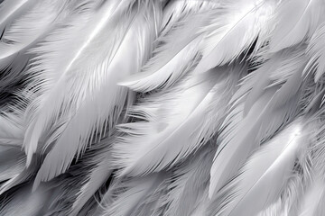 White feather backgroung