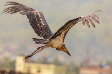 Greater adjutant (Leptoptilos dubius) at Boragaon, Guwahati, Assam, India