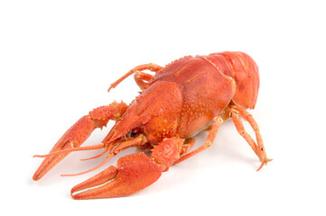 Red and gray crayfish against white background