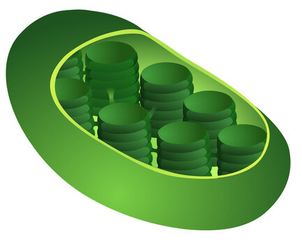 Chloroplast of plant diagram vector for biology study 