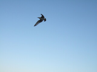 seagull in sea sky. Sign of freedom