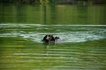Flat coated retriever swimming in lake
