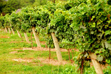 Fototapeta na wymiar Rows of green vines