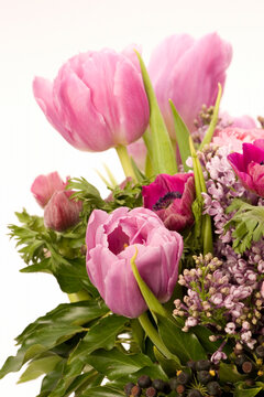 Tulip, Anemone, Lilac & Berries against a plain background