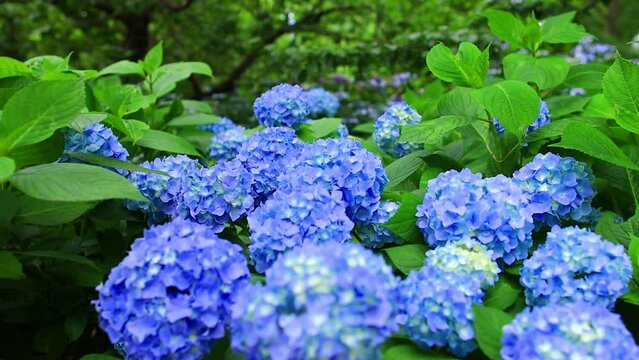 amazing blue hydrangea flowers in bloom, scenic summer garden in Japan, romantic garden with purple Hortensia bushes