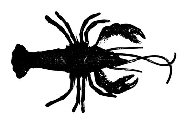 silhouette of lobster shrimp isolated on white background, invertebrate animal