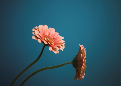 blue, delicate, fiery, fire, flora, flower, flowers, gerber, gerbera, glow, orange, petals, pollen, pollination, red, stemen, pink, two, blue