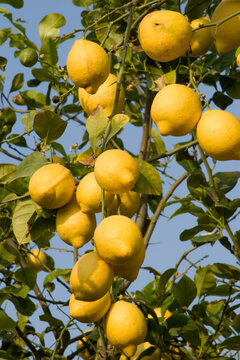 Lemons growing on a lemon tree in Murcia, Spain.