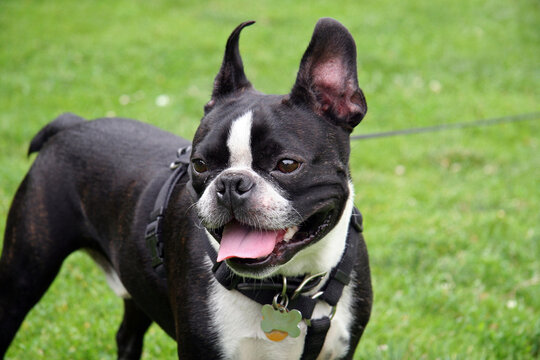 Smiling French Bulldog in the Park on a Leash