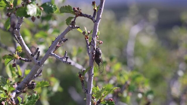 cicadas on a branch