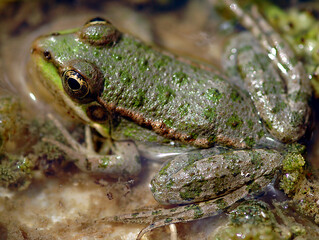 Close up on a green frog