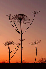 Silhouettes of huge corn-parsnips in the sunset