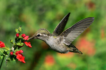 Fototapeta na wymiar Hummingbird sipping nectar from some red flowers.