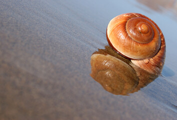 Seashell on the seashore with sand beach and reflective water