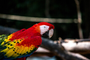 
macaw showing its beautiful colors surrounded by nature on a sunny spring day
