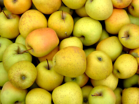 Bunch of yellow organic apples on a market