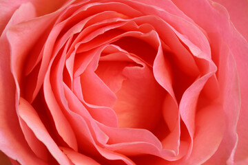 Close up of pink hybrid tea rose showing layered petals