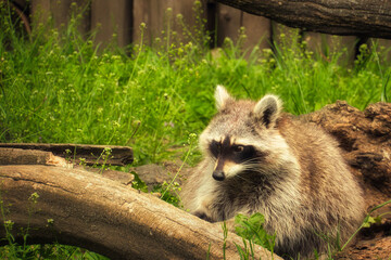 Waschbär - Raccoon - Close Up - Funny - Procyon Lotor - Cute - Portrait - Wildlife - High quality...