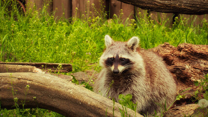 Waschbär - Raccoon - Close Up - Funny - Procyon Lotor - Cute - Portrait - Wildlife - High quality...